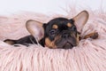 Cute french bulldog small puppy